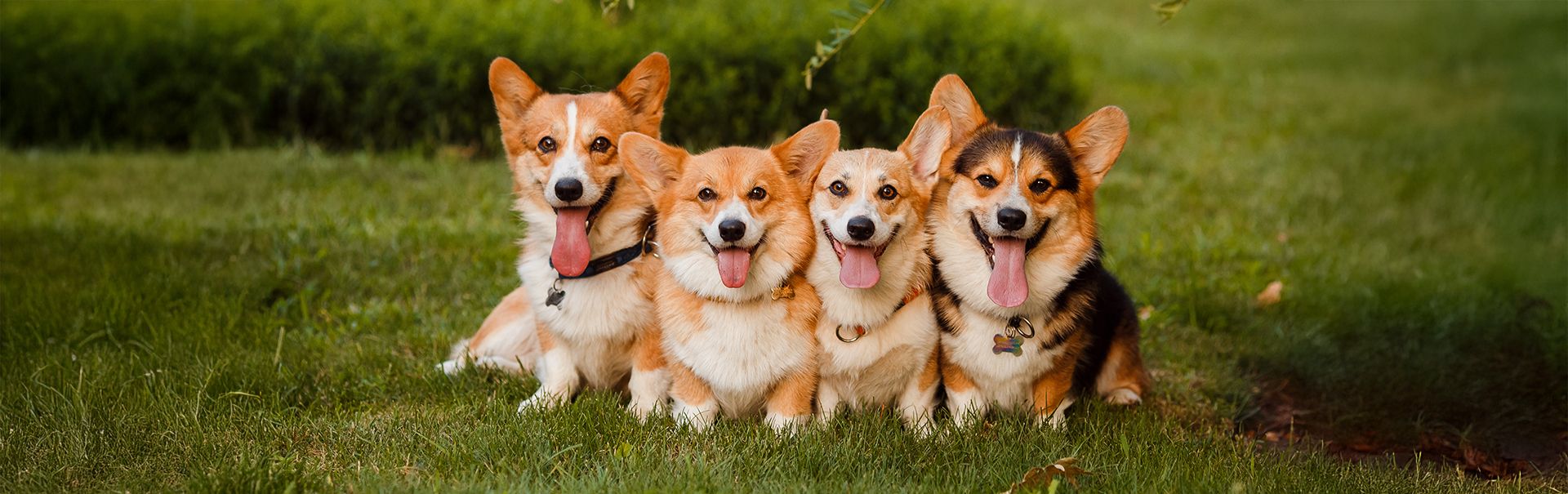 A Corgi puppy for sale in West Michigan