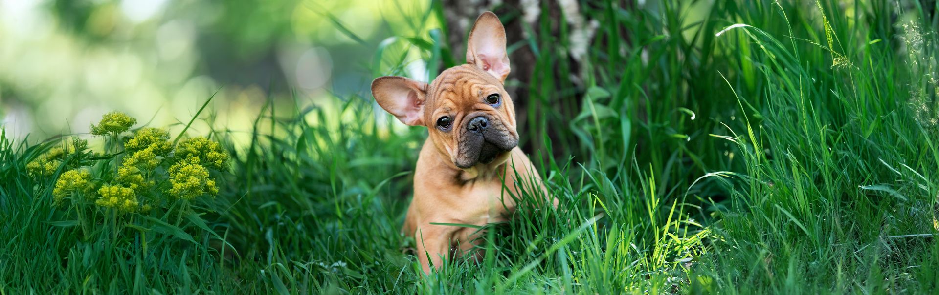 A Frenchie puppy for sale in West Michigan