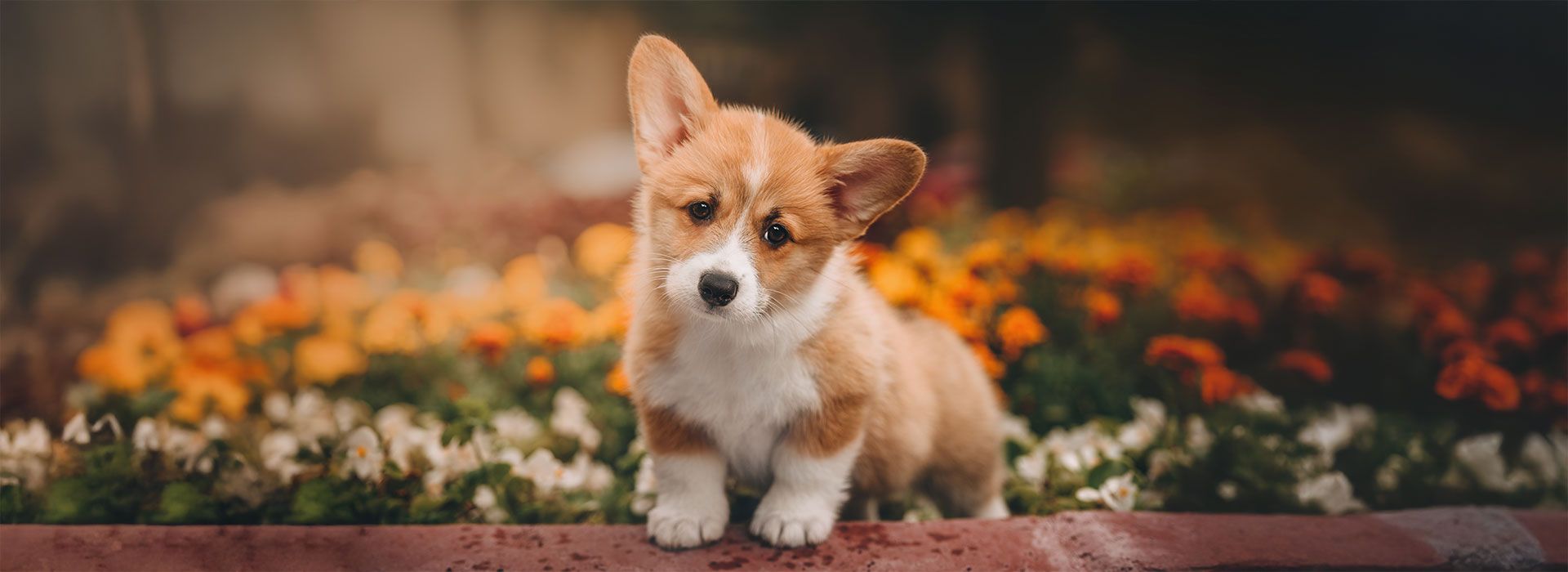 a Corgi puppy standing in a garden